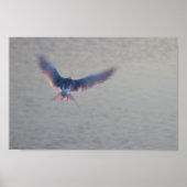 Bird Flying Foto Poster (Voorkant)