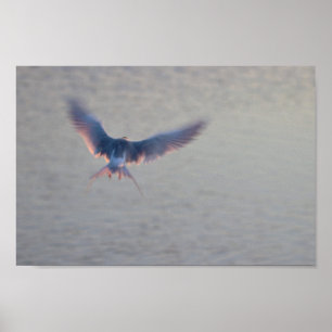 Bird Flying Foto Poster