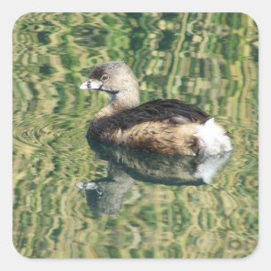 Bird Foto Little Grebe Water Reflection Natuur Vierkante Sticker