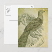Bird Green Feathers Peacock Collage Briefkaart (Voorkant / Achterkant)