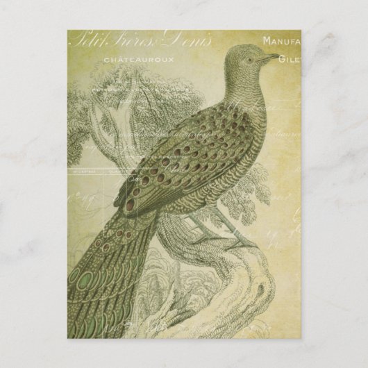 Bird Green Feathers Peacock Collage Briefkaart (Voorkant)