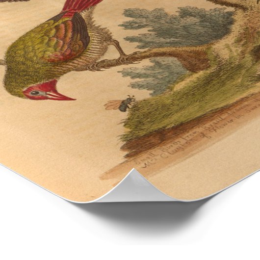  Bird Green Red Print (Hoek)