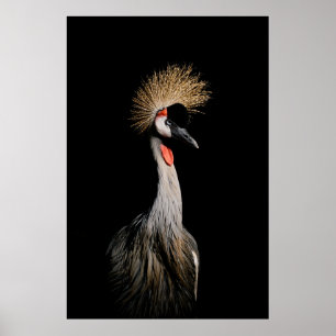BIRD IN BRAZILIË POSTER