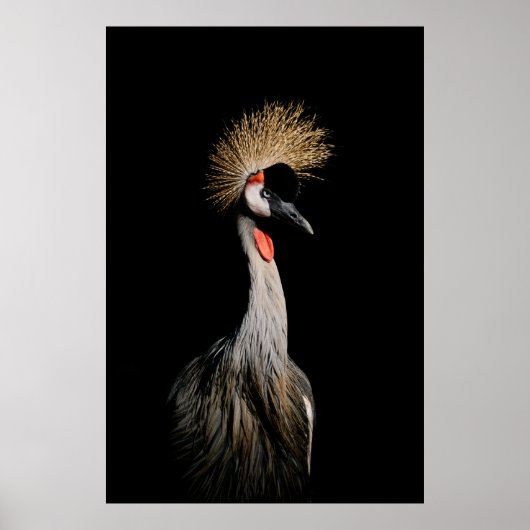 BIRD IN BRAZILIË POSTER (Voorkant)