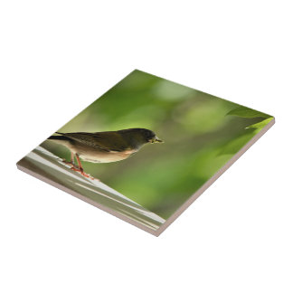 Bird in green leaves background tegeltje
