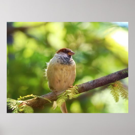 Bird in Jade Poster (Voorkant)