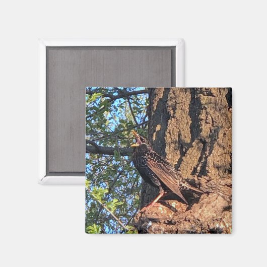 Bird Magnet (Voorkant / Achterkant)