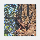 Bird Magnet (Voorkant)