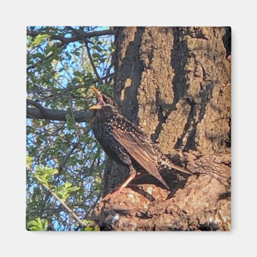 Bird Magnet (Voorkant)