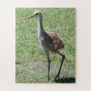 Bird Natuur Sandhill Crane Wildlife Fotografie Legpuzzel