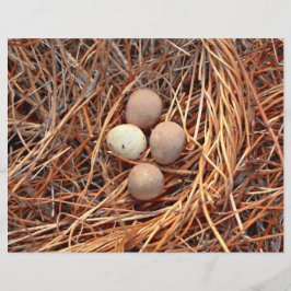 Bird Nest Brown Eggs Old Antiek Retro