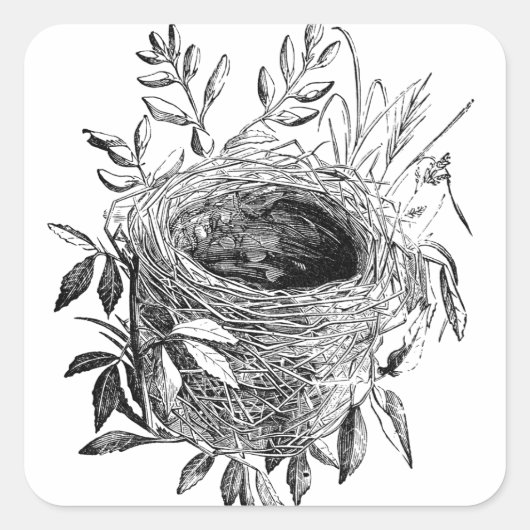 Bird Nest  Illustratie Vierkante Sticker (Voorkant)
