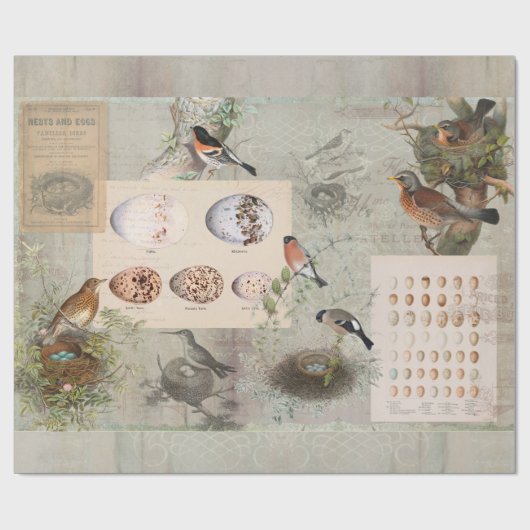 Bird Nest Script Ephemera Eggs Ontvlekken Cadeaupapier (Vlak)