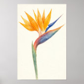 Bird of Paradise Bloemen Waterverf Kunst Poster (Voorkant)
