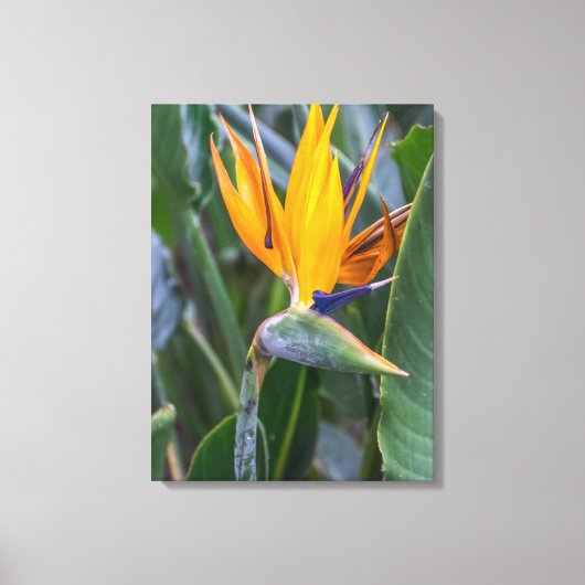 Bird of Paradise bloemendoek uitzicht print (Voorkant)