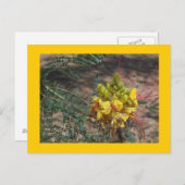 BIRD OF PARADISE BRIEFKAART (Voorkant / Achterkant)