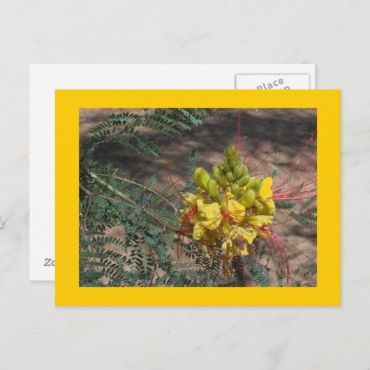 BIRD OF PARADISE BRIEFKAART (Voorkant / Achterkant)