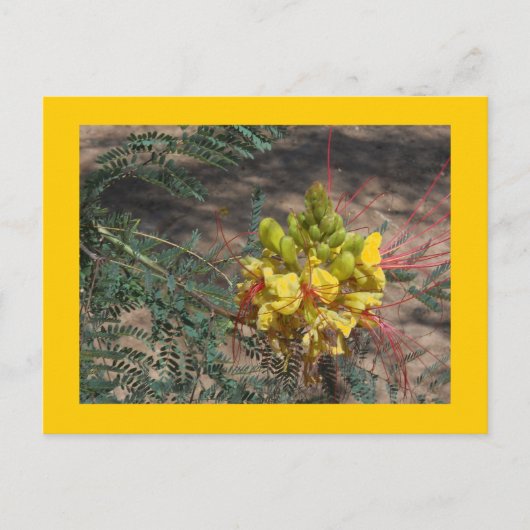 BIRD OF PARADISE BRIEFKAART (Voorkant)