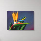 Bird of Paradise Canvas Print (Voorkant)
