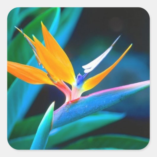 Bird of Paradise Decratieve Sticker (Voorkant)