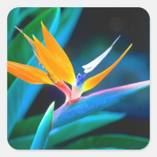 Bird of Paradise Decratieve Sticker