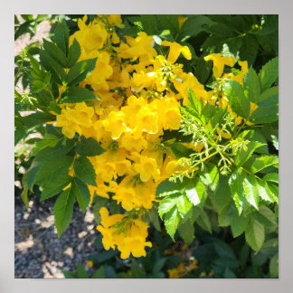 Bird of Paradise Flower Foto Poster