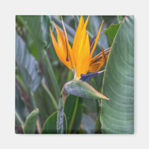 Bird of Paradise uitzicht koelkastmagneet Magneet