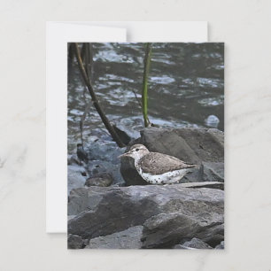 Bird on Rocks Briefkaart