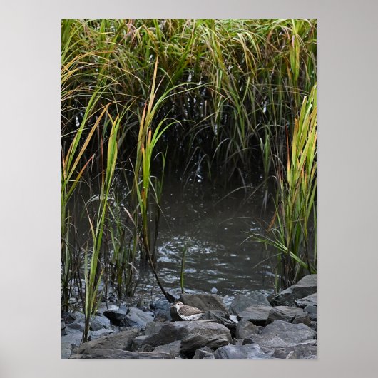 Bird on Rocks Poster (Voorkant)