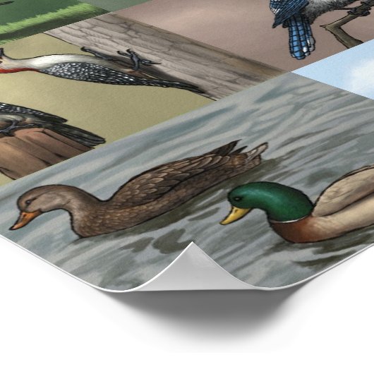 Bird Panoply Print (Hoek)