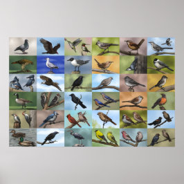 Bird Panoply Print