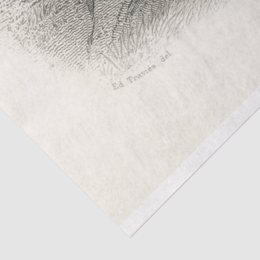 Bird Peacock Ephemera Decoupage Frans Tissuepapier (Detail)