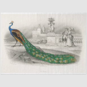 Bird Peacock Ephemera Decoupage Frans Tissuepapier
