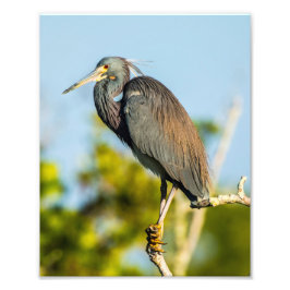 Bird Perfect 8 x 10 Kodak Pro-fotopapier Foto Afdruk