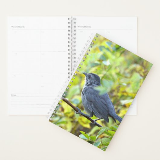 Bird Photo Planner (Display)