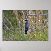 Bird Photo Poster (Voorkant)