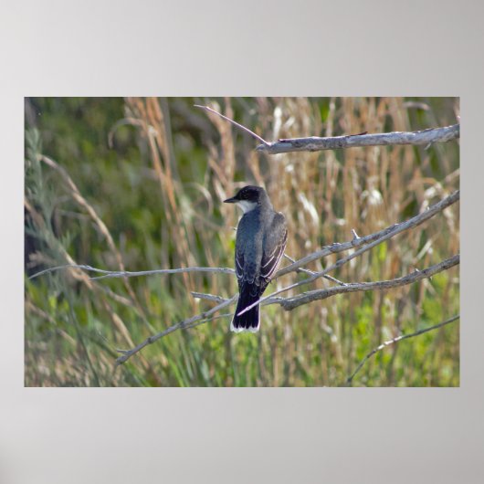 Bird Photo Poster (Voorkant)
