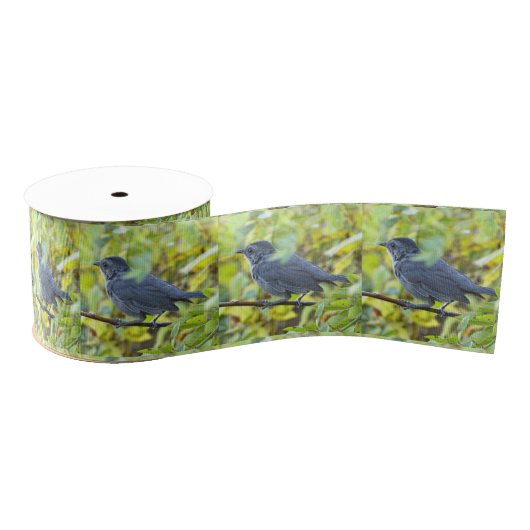  Bird Photo Ribbon Grosgrain Lint (Spoel)