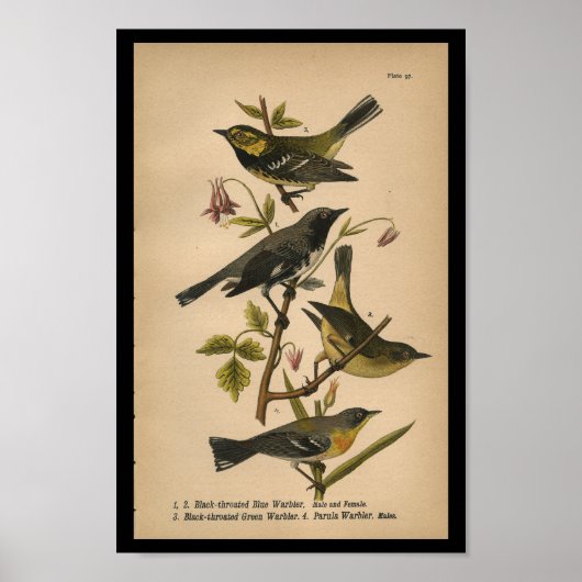 Bird Print Black Green Blue Warbler  (Voorkant)
