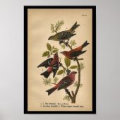 Bird Print Pine Grosbeak Red Black  (Voorkant)