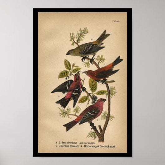 Bird Print Pine Grosbeak Red Black  (Voorkant)