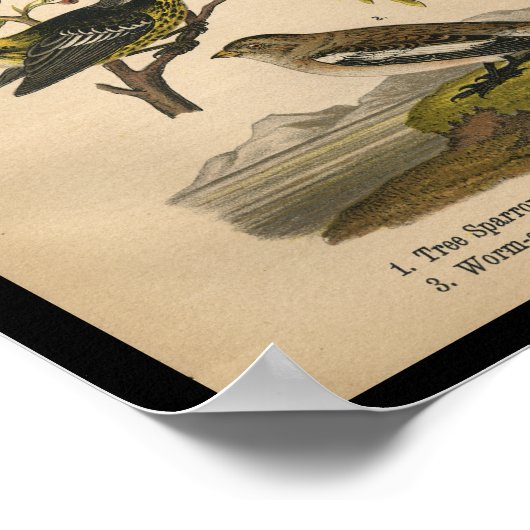 Bird Print Tree Sparrow Warbler  (Hoek)