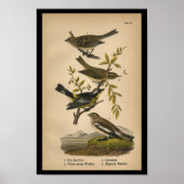 Bird Print Tree Sparrow Warbler  (Voorkant)