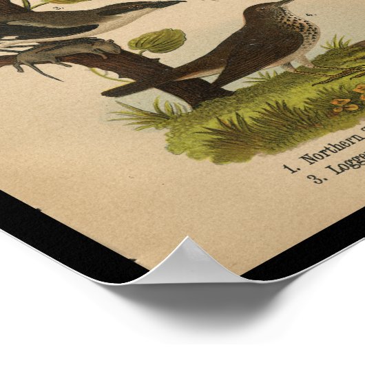 Bird Print Yellow Shrike Chat  (Hoek)