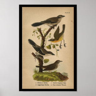 Bird Print Yellow Shrike Chat