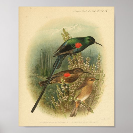  Bird Red Green Brown Print (Voorkant)