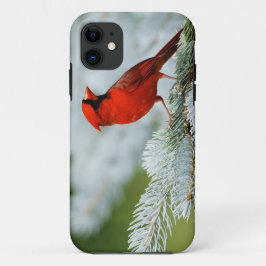Bird red_iphone iPhone 11 hoesje