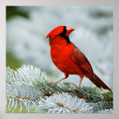 Bird red poster (Voorkant)