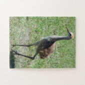 Bird Sandhill Crane Wildlife Fotografie Natuur Legpuzzel (Horizontaal)