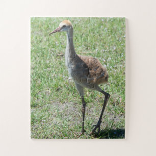 Bird Sandhill Crane Wildlife Fotografie Natuur Legpuzzel